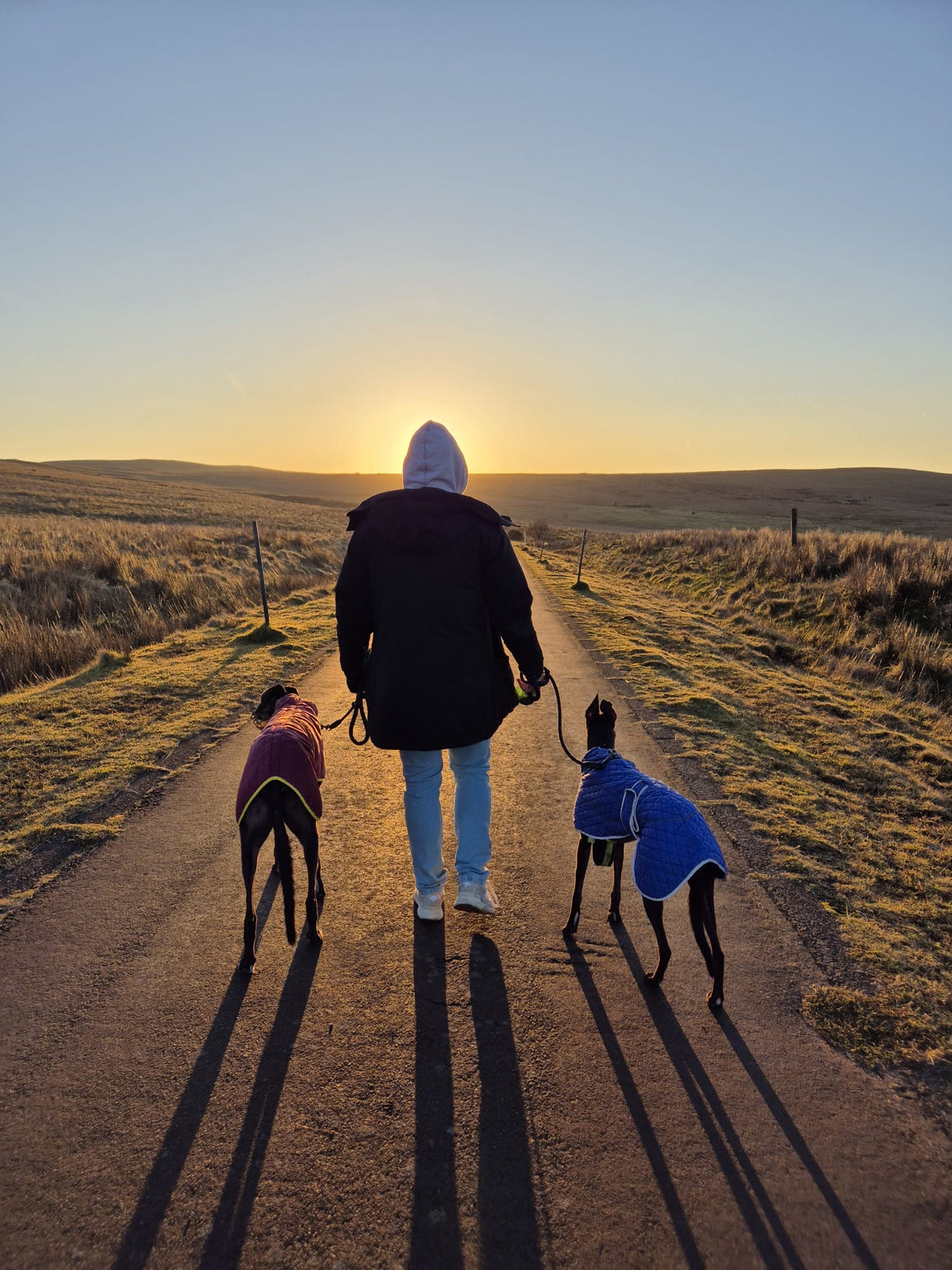 Walking Bran and Birdy, in their winter coats, down a country lane at sunrise